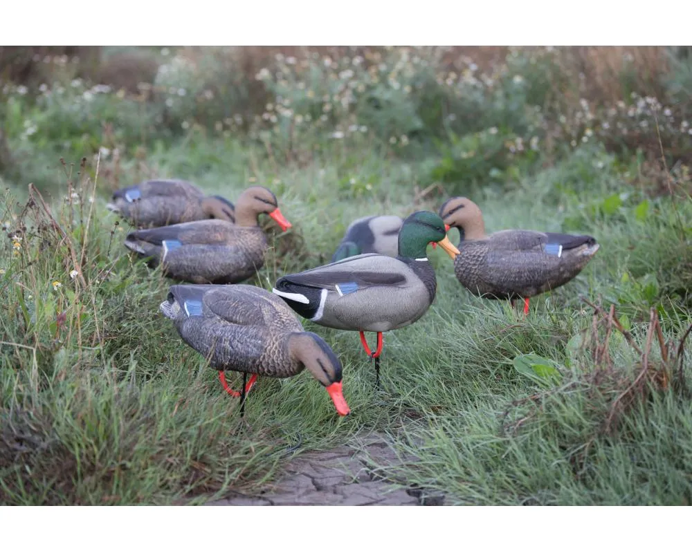 Game On Magnum Mallard 20" Field Decoys 6-Pack: 4 Hens & 2 Drakes