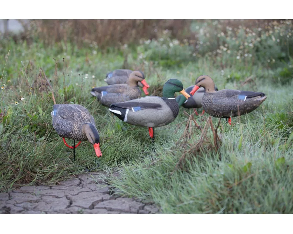 Game On Magnum Mallard 20" Field Decoys 6-Pack: 4 Hens & 2 Drakes