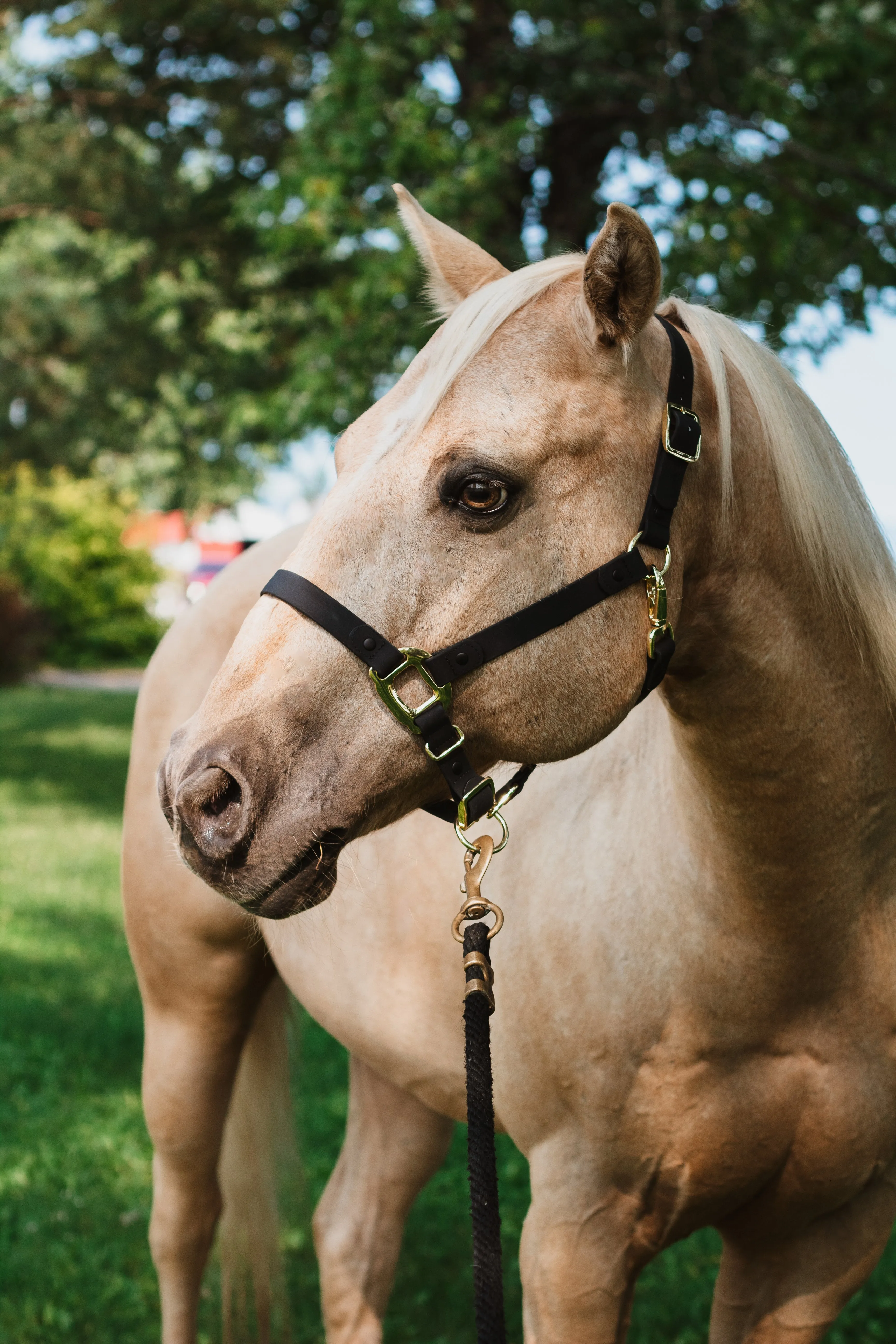 iCavalos Horse Halter Black & Gold